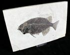 Phareodus Fish Fossil - Inch Layer #22968-2
